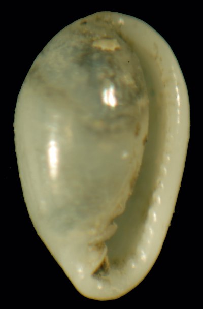 Granulina occulta